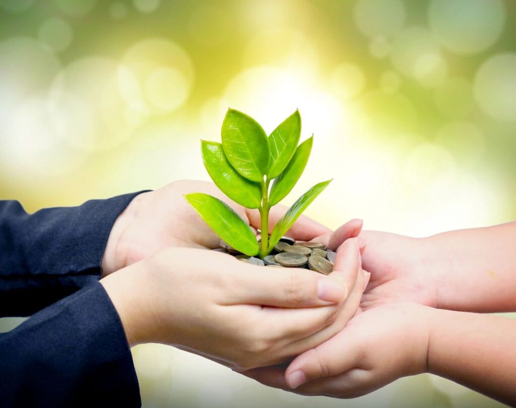 hands holding a sapling